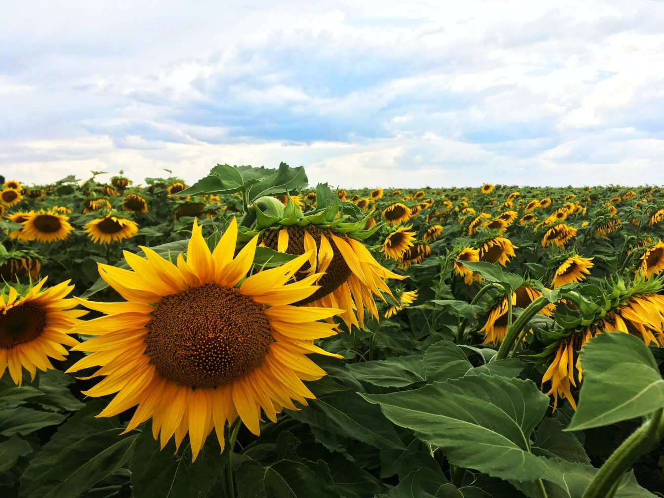 Palladium Signs the Ukraine Business Compact